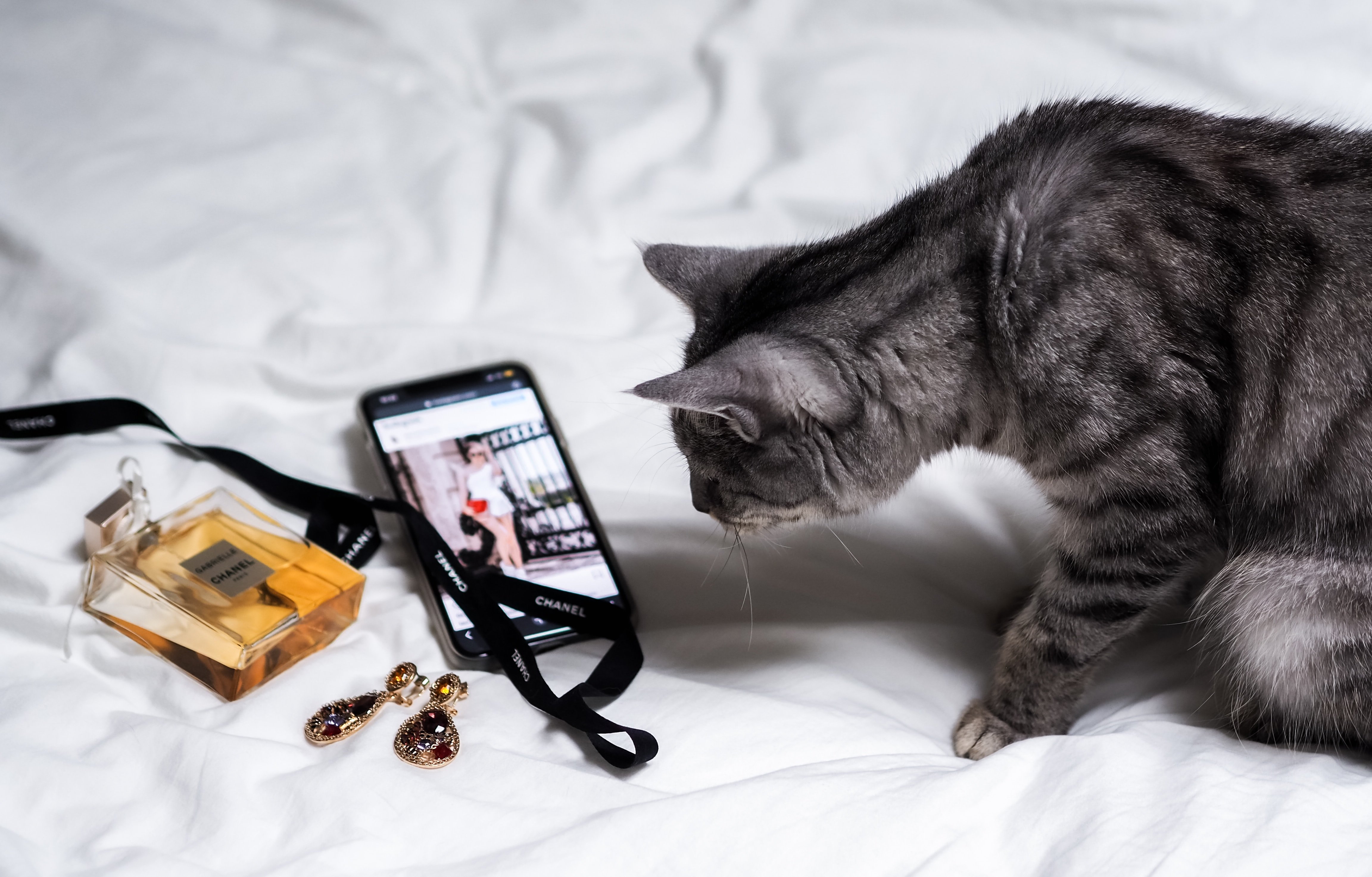 a cat watching a live event on social media